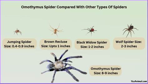 female omothymus spider|Omothymus Spider Size Explained & Compared With。